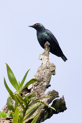 Short-tailed starling Bali Botanic Gardens Steve Happ Photography