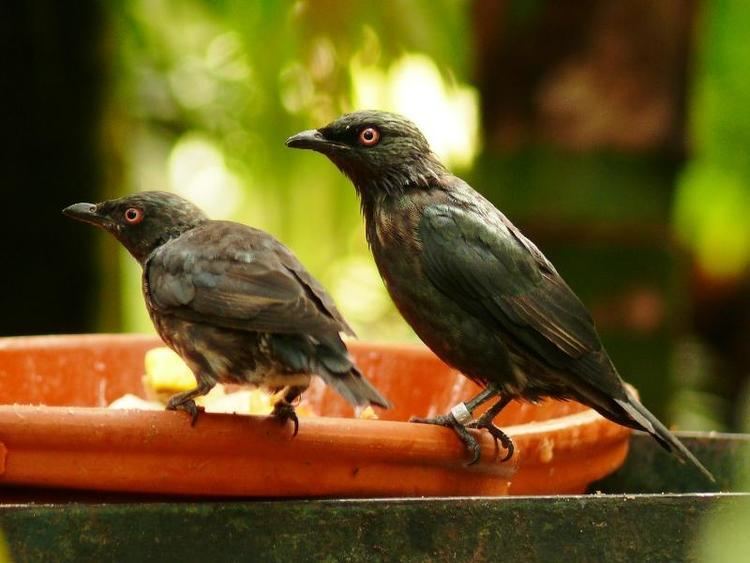 Short-tailed starling Shorttailed Starling Aplonis minor A pair at feeding point the