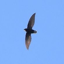 Short-tailed swift httpsuploadwikimediaorgwikipediacommonsthu