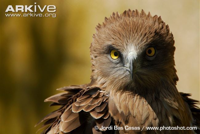 Short-toed snake eagle Shorttoed snakeeagle videos photos and facts Circaetus gallicus