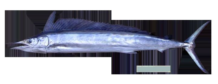 Shortbill spearfish IGFA World Record All Tackle Records Spearfish shortbill