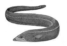 Shortdorsal cutthroat eel httpsuploadwikimediaorgwikipediacommonsthu