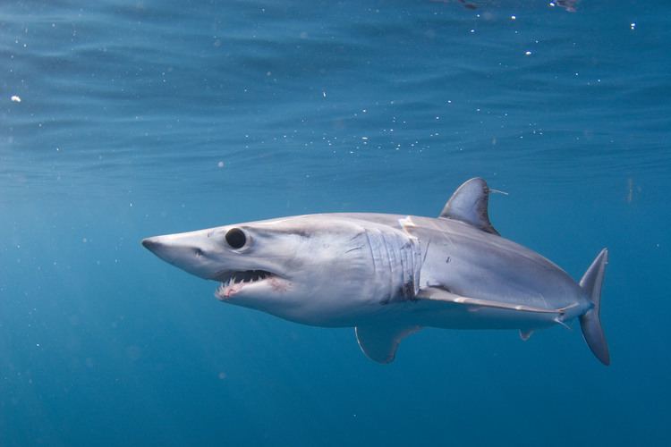 Shortfin mako shark Shortfin mako shark SWFSC