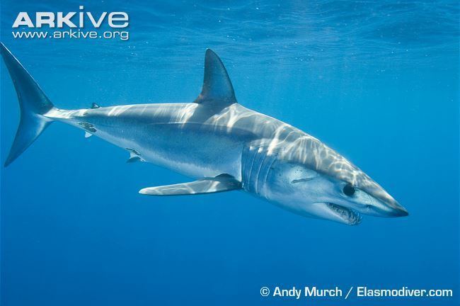 Shortfin mako shark Shortfin mako videos photos and facts Isurus oxyrinchus ARKive