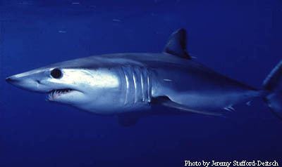 Shortfin mako shark Shortfin Mako Sharks Isurus oxyrinchus MarineBioorg