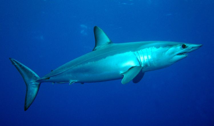 Shortfin mako shark Isurus oxyrinchus