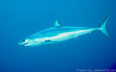 Shortfin mako shark Shortfin Mako Sharks Isurus oxyrinchus MarineBioorg