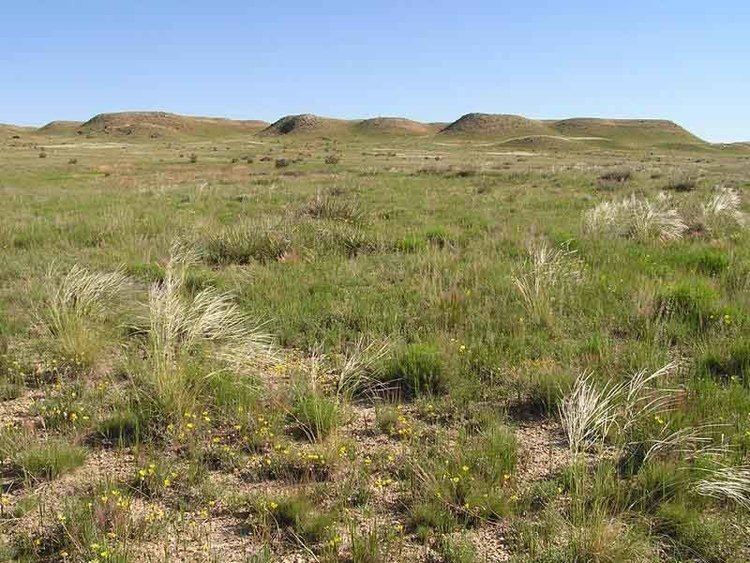 Shortgrass prairie Shortgrass Prairie or Plains Life Zone Plants and Trees