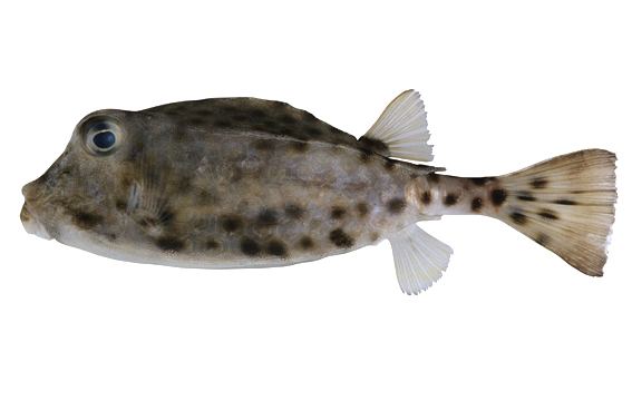 Shortnose boxfish fishesofaustralianetauImagesImageRhynchostrac