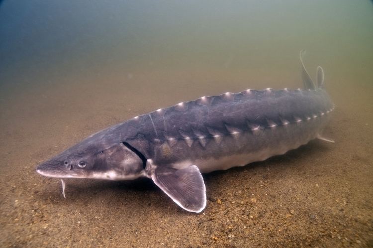 Shortnose sturgeon Unraveling mysteries of shortnose sturgeon NOAA Fisheries