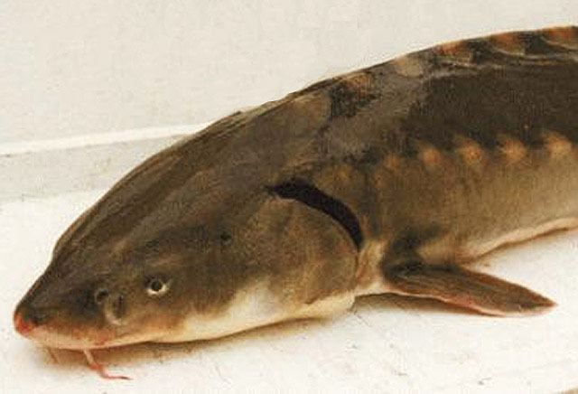 Shortnose sturgeon httpsuploadwikimediaorgwikipediacommonscc