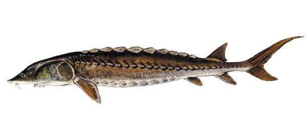 Shortnose sturgeon SCDNR Fish Species Shortnose sturgeon