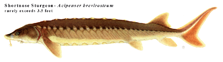 Shortnose sturgeon Shortnose Sturgeon Fact Sheet NYS Dept of Environmental Conservation