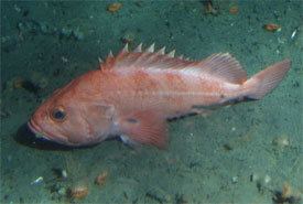 Shortraker rockfish MESA Shortraker Rockfish