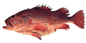 Shortraker rockfish Shortraker rockfish