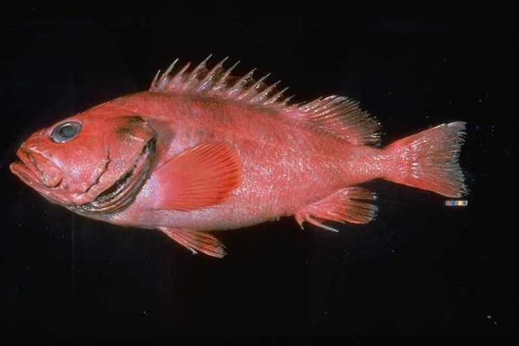 Shortraker rockfish Shortraker Rockfish