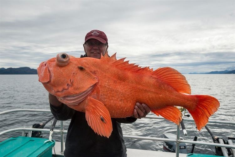 Shortraker rockfish Paying the Bills Ted Raynor39s Blog