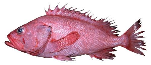 Shortraker rockfish httpswwwafscnoaagovrockfishgamedescriptio