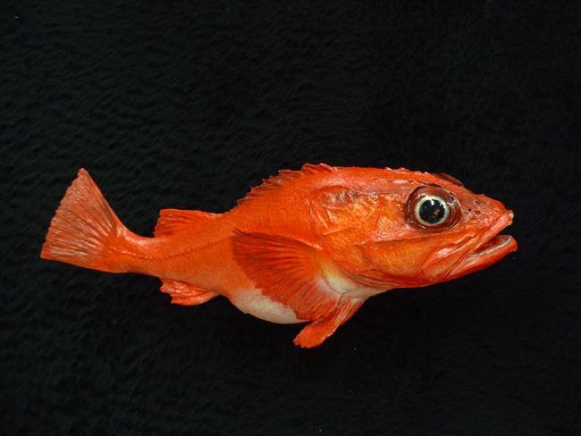 Shortspine thornyhead Rockfish Bilz Rockfish