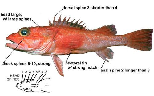 Shortspine thornyhead thornyhead