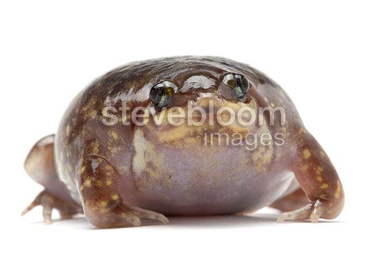 Shovelnose frog 510124BS1jpg