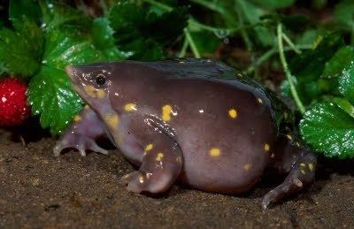 Shovelnose frog 1000 images about Herptiles on Pinterest Madagascar England and
