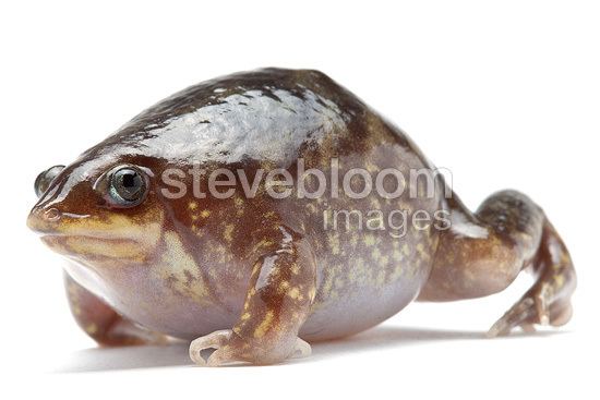 Shovelnose frog Shovelnose Frog on white background Marbled Snoutburrower