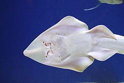 Shovelnose guitarfish Shovelnose guitarfish Wikipedia