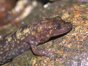 Shovelnose salamander srelherpugaedusalamanderspicsdesmar2jpg