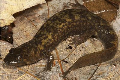 Shovelnose salamander Salamanders of Virginia