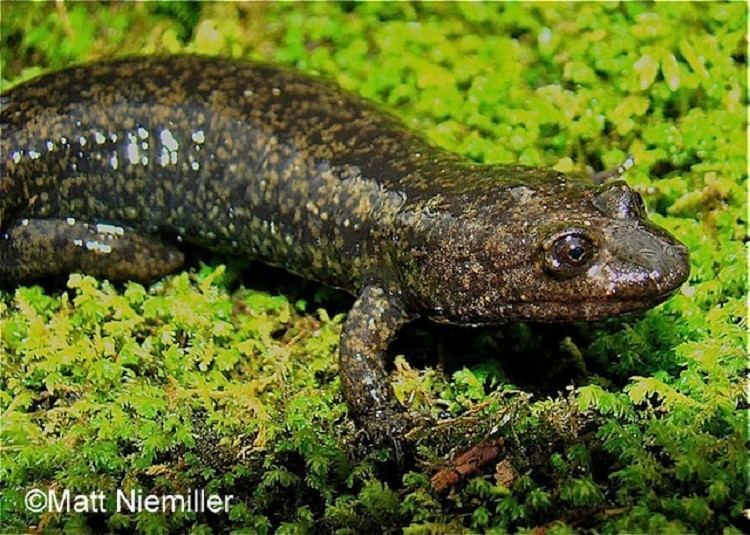 Shovelnose salamander Tennessee Watchable Wildlife Shovelnosed Salamander