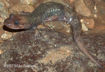 Shovelnose salamander Caudata Culture Species Entry Desmognathus Blackbelly and Shovelnose