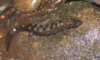 Shovelnose salamander Species Profile Shovelnose Salamander Desmognathus marmoratus