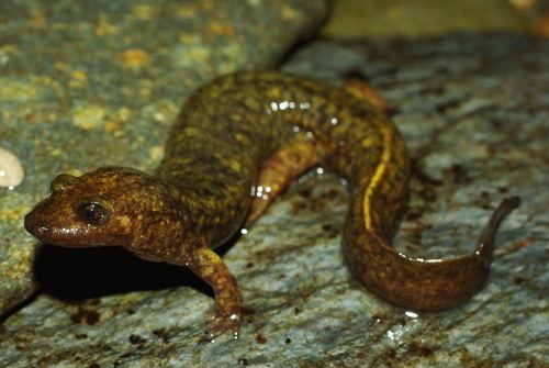Shovelnose salamander Shovelnosed Salamander Desmognathus marmoratus iNaturalistorg