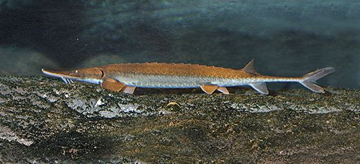 Shovelnose sturgeon Shovelnose Sturgeon