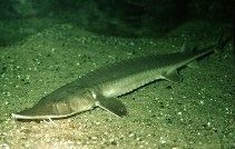 Shovelnose sturgeon wwwfishbaseusimagesthumbnailsjpgtnScplau0jpg