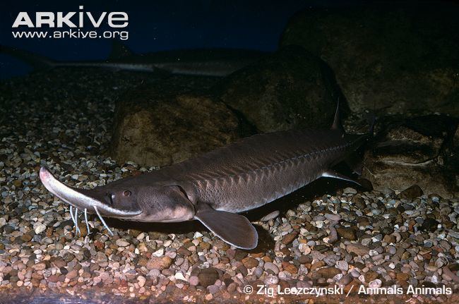 Shovelnose sturgeon Shovelnose sturgeon photo Scaphirhynchus platorynchus G80227