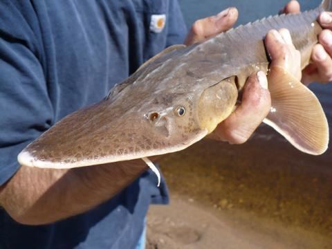 Shovelnose sturgeon Shovelnose Sturgeon Scaphirhynchus platorhynchus