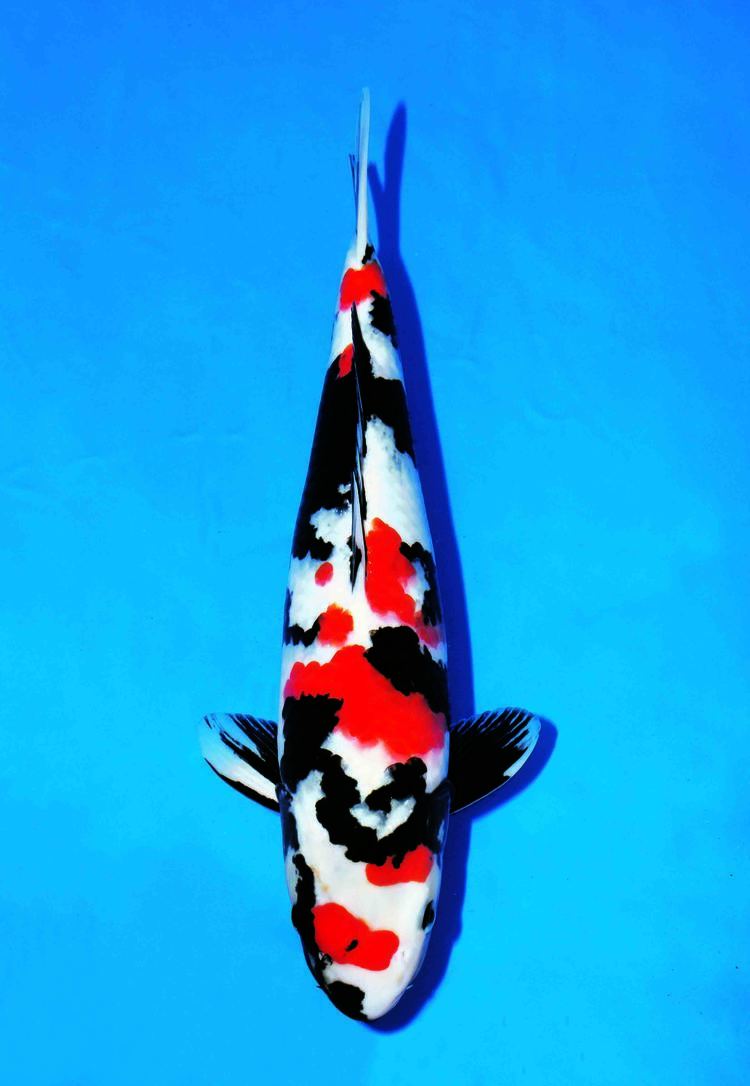 Showa (fish) Tancho Showa All Things Koi Pinterest Black Red black and Red