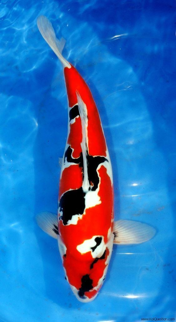 Showa (fish) Doitsu Showa black koi with red and white markings Showa and no