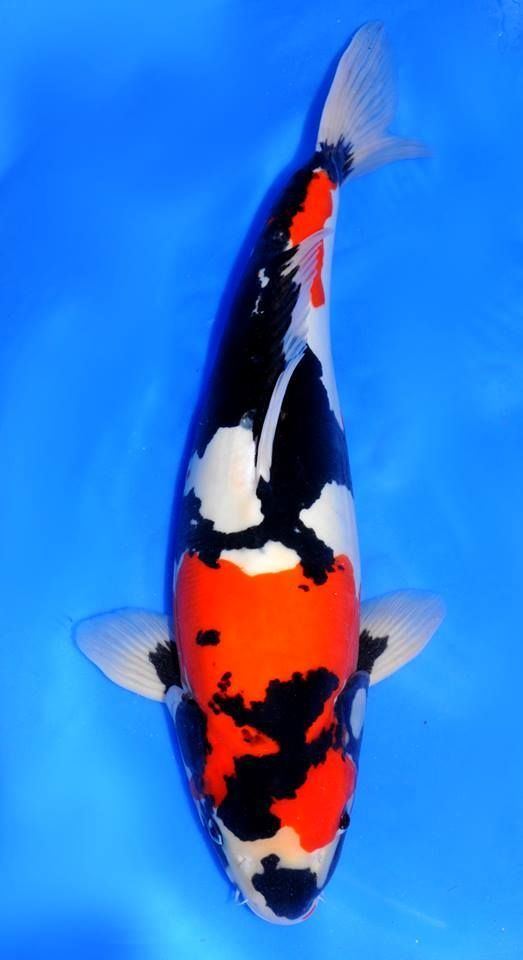 Showa (fish) 78 Best images about Fish on Pinterest Japanese koi Koi ponds and Gin