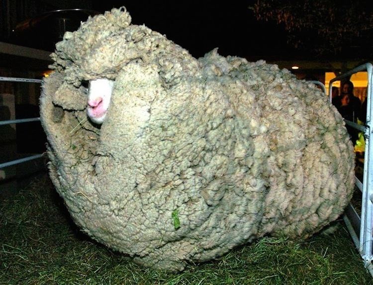 Shrek (sheep) Shrek The Sheep Who Escaped Shearing For 6 Years