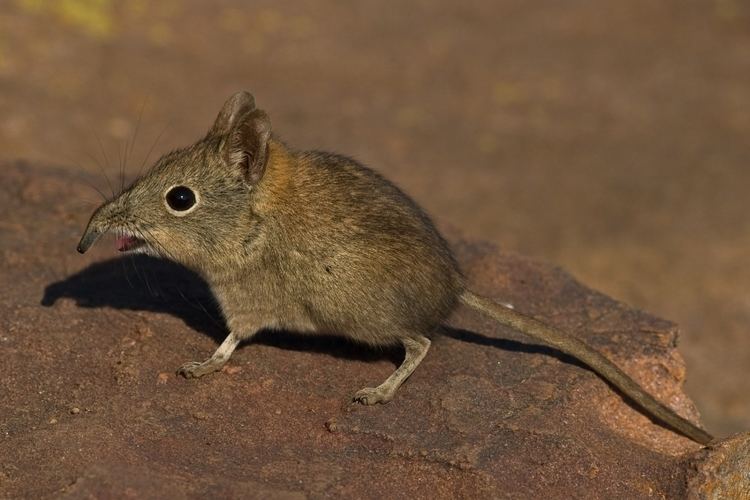 Shrew Elephant Shrew African Wildlife Foundation