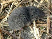 Shrew httpsuploadwikimediaorgwikipediacommonsthu