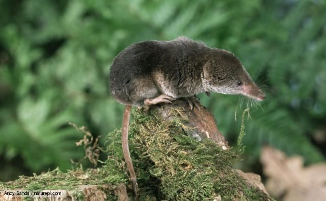 Shrew BBC Nature Common shrew videos news and facts