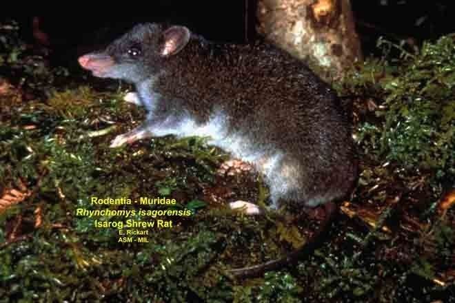 Shrewlike rat wwwmammalogyorguploadsimagecachelibraryimage