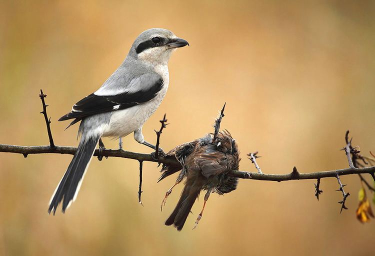 Shrike Shrikes show unique impaling behaviour