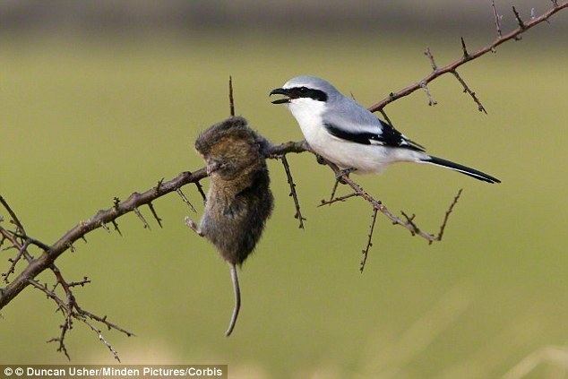 Shrike Shrike birds use deadly branch spike to kill their prey Daily Mail