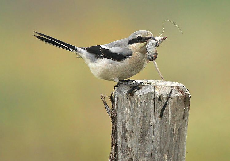 Shrike Shrikes show unique impaling behaviour