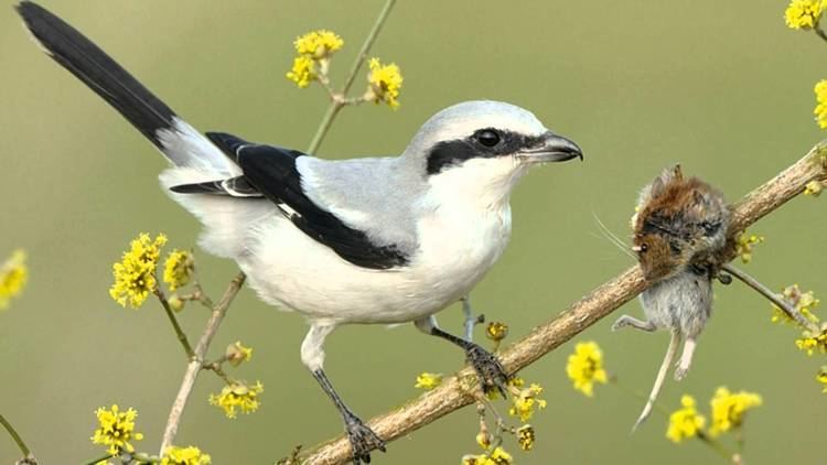 Shrike Tiny vicious killer of the bird world Shrike impales its victims